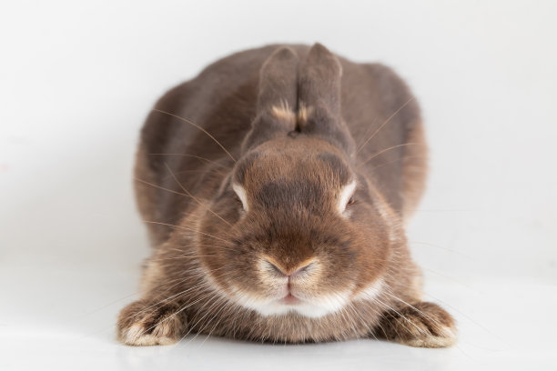 兔子躺着图片下载