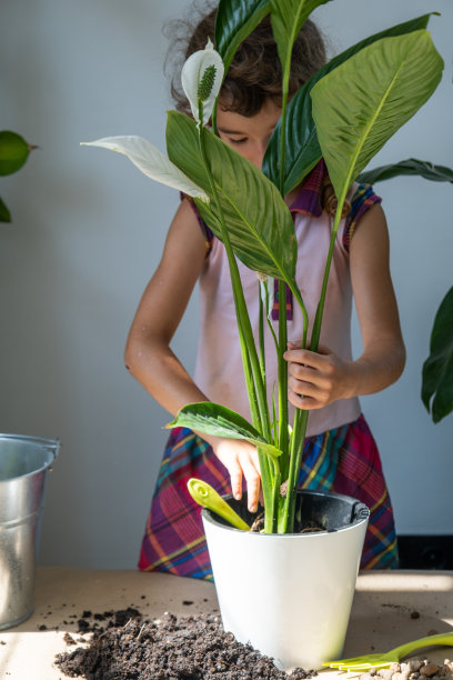 女孩将盆栽植物移植到有排水系统的新土壤中。鸡血叶感觉，盆栽植物护理，浇水，施肥，用勺子撒混合物，并夯实在花盆里图片下载