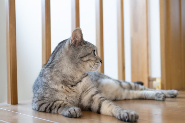 放松的猫图片下载