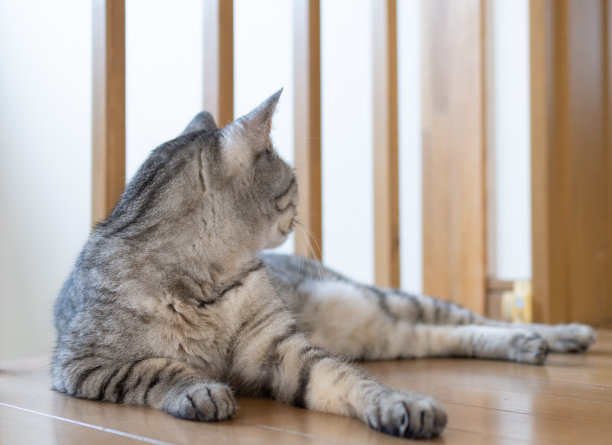 放松的猫图片下载