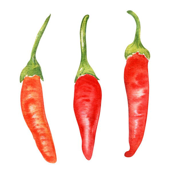 红色塔巴斯科辣椒水彩画插图孤立在白色背景。图片下载