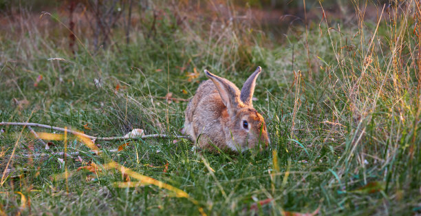 毛茸茸的耳朵兔子坐在绿色的草地上，在晚上吃着绿色的草图片下载