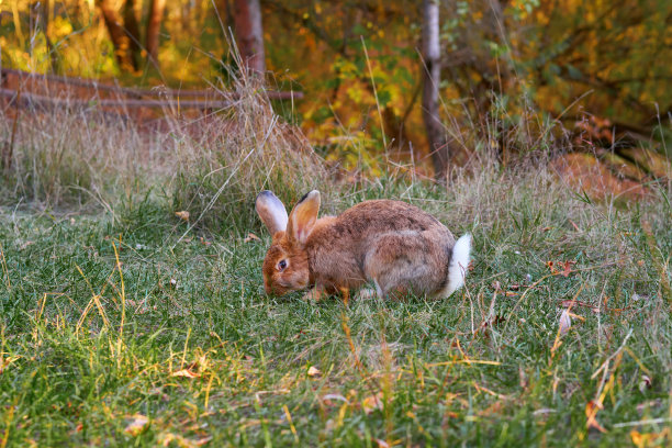 毛茸茸的耳朵兔子坐在绿色的草地上，在晚上吃着绿色的草图片下载