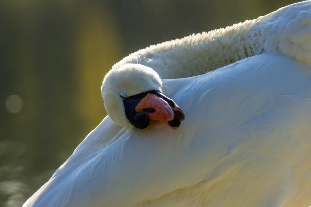 美丽的白天鹅站在离科隆不远的小湖边，在一个温暖的秋天的日落。图片下载