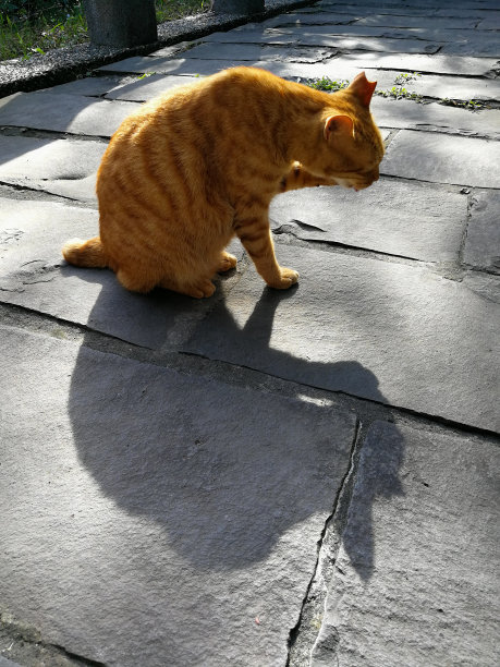 黄橙色的猫和它的影子在街上图片下载