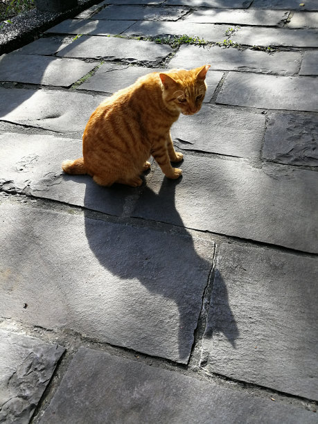 黄橙色的猫和它的影子在街上图片下载