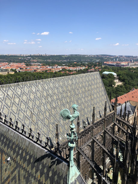 公鸡的形象图片下载