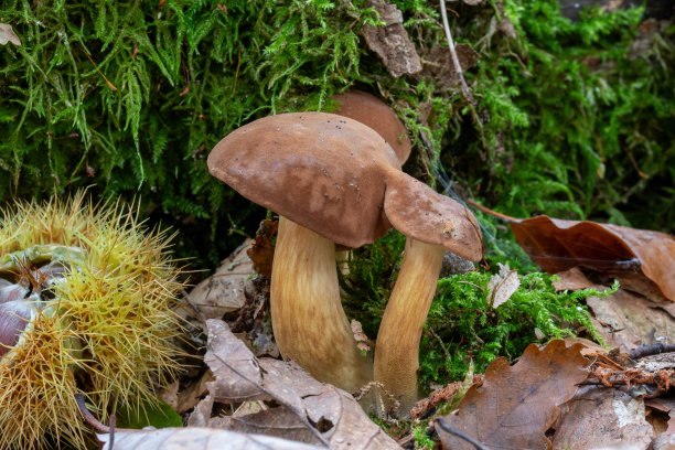 Bay Bolete with生长在长满苔藓的树干上图片下载