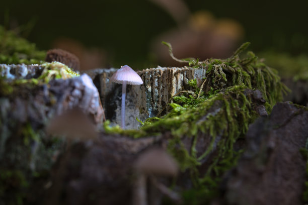 在森林中有光斑的一种根上的金银丝状小蘑菇。森林图片下载