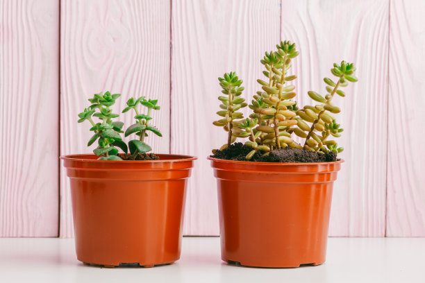 粉色木制背景上的绿色多肉植物。图片下载