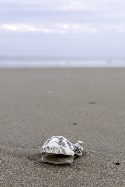 法国埃特雷塔沙滩上的贝壳图片下载