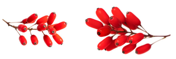 孤立在白色背景上的一株Barberry小枝图片下载
