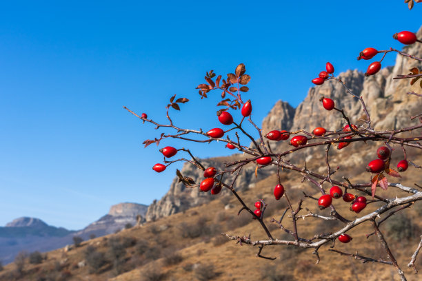 红玫瑰在山上盛开图片下载