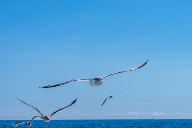海鸥展翅飞翔在蓝天上，低着头寻找鱼图片下载