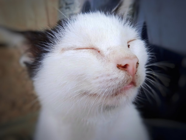 闭着眼睛的猫脸特写图片下载