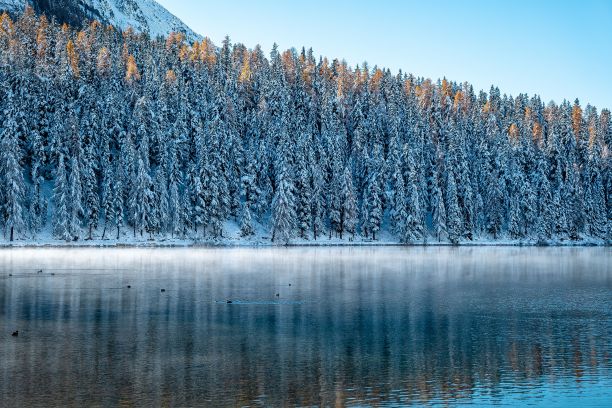 冬天湖边的美丽森林的低角度照片图片下载