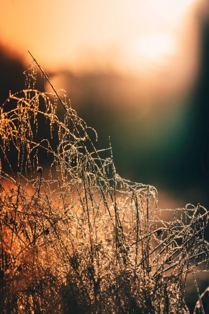 在模糊的背景上覆盖着霜的草的垂直特写图片下载