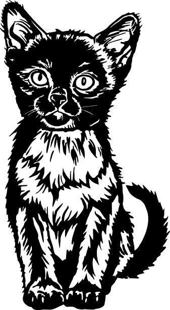 缅甸猫可爱的小猫-滑稽的猫孤立图片下载