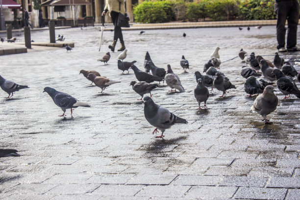 黎巴嫩贝鲁特市中心的友善鸽子图片下载
