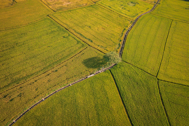 水稻收获季节图片下载