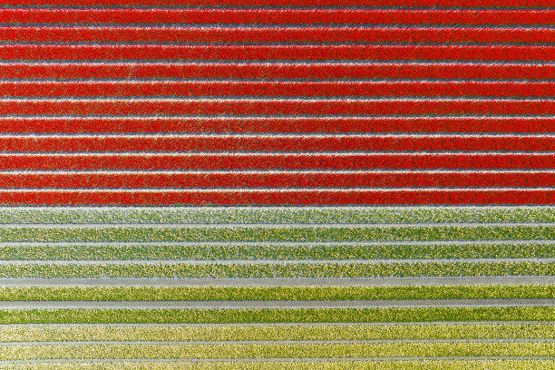 从上面看到的春天，农田里生长的郁金香和背景中的风力涡轮机图片下载