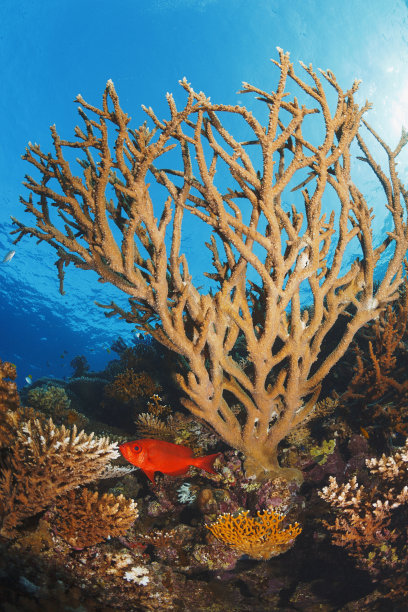 珊瑚礁海底世界：桌形珊瑚与红眼鱼图片下载