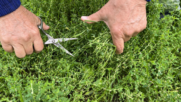 手拿着剪刀剪草图片下载