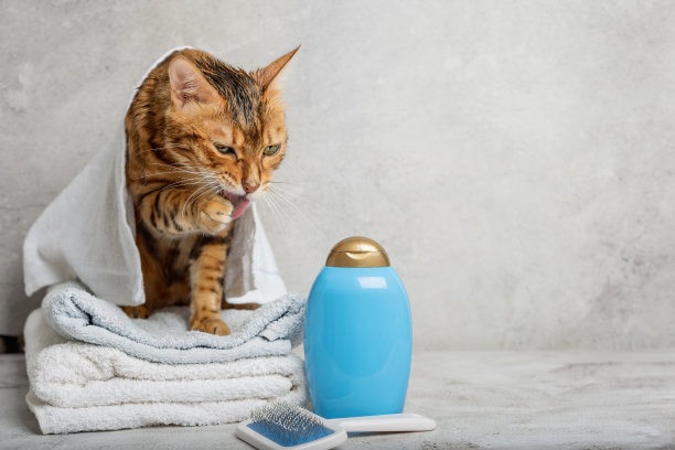 宠物美容。可爱的猫带着动物洗澡和卫生工具。宠物保健沙龙。图片下载