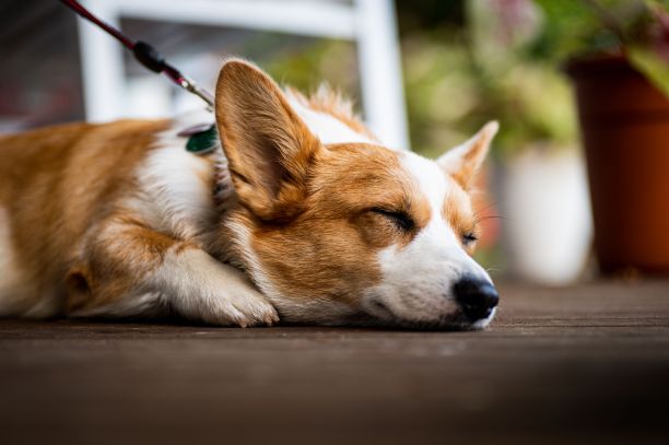 一只可爱的柯基狗在地上睡觉的特写照片图片下载