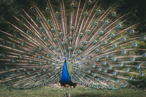 公园里孔雀张开尾巴的漂亮照片图片下载