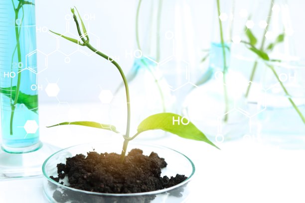 实验室生物实验用绿色植物，科学实验用图片下载