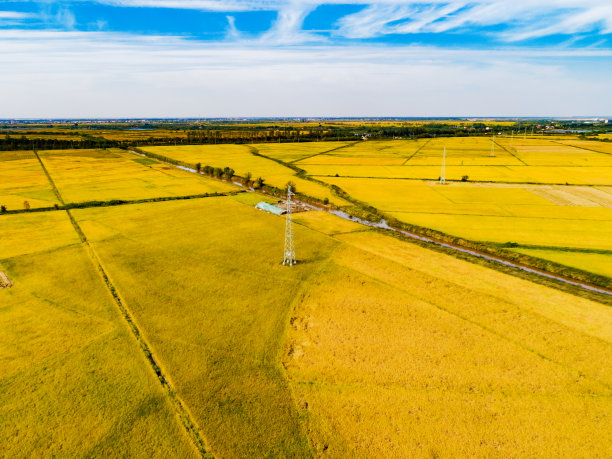 金色稻田的航拍照片图片下载