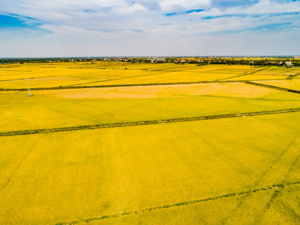 金色稻田的航拍照片图片下载