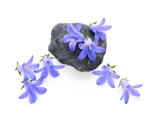 水疗花安排孤立的白色背景图片下载