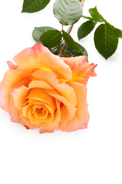 白色背景下的黄色玫瑰图片下载