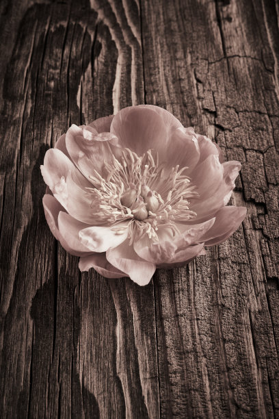 牡丹花复古背景图片下载