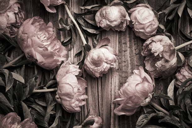 牡丹花复古背景图片下载