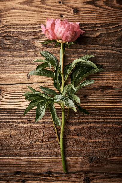 牡丹花复古背景图片下载