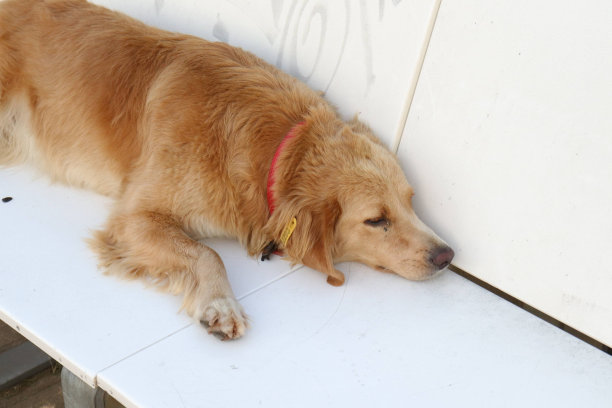 可爱的金毛猎犬睡在白色长凳上。图片下载