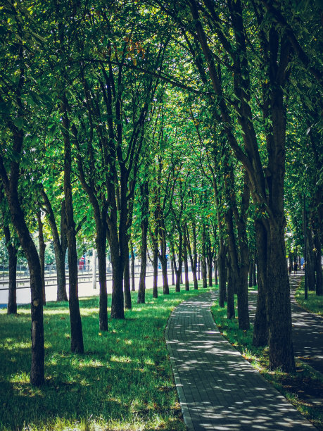 垂直拍摄的鹅卵石走道通过郁郁葱葱的绿色高大的树木在公园里图片下载