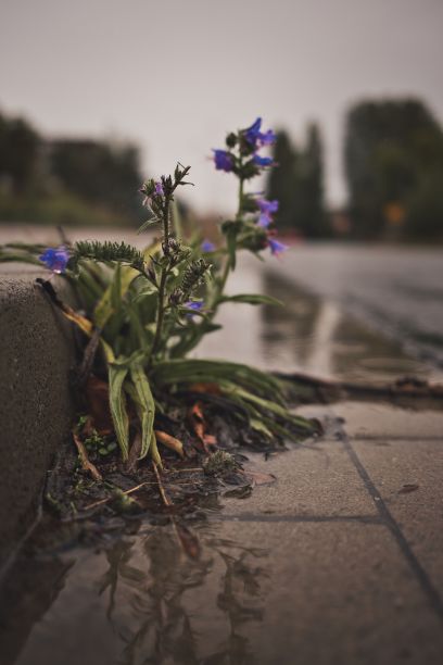 垂直特写，美丽的紫色花生长在一个雨天的路边图片下载