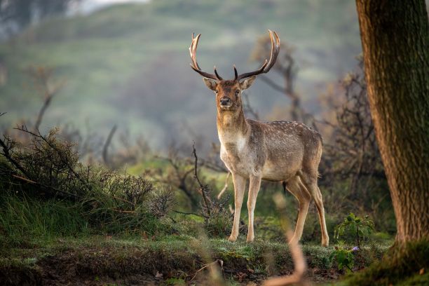 白天，在被野生大自然包围的森林里，有鹿角的棕色鹿图片下载