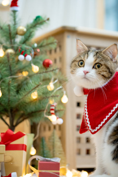 苏格兰虎斑猫穿着圣诞主题布与新年礼物和圣诞树玩耍图片下载