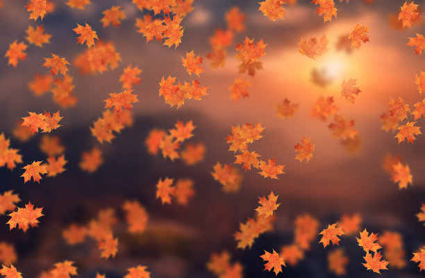 田园诗般的美丽，模糊的秋景与秋叶在阳光下，户外的日子在金秋图片下载