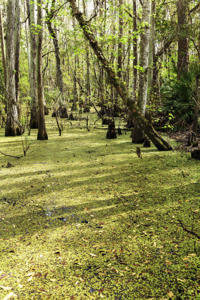 这张照片拍摄于一场暴风雨后的春天，柏树和松树沼泽的表面并不是“草坪”，而是漂浮在沼泽水面上的小绿叶植物，该沼泽位于佛罗里达州基西米附近的瓦溪公园和保护区图片下载