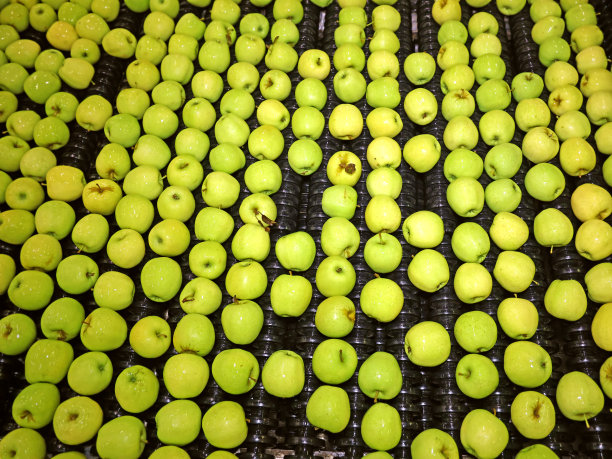在水果包装仓库里对苹果进行分类和分级图片下载