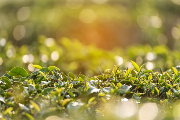 夏日清晨，农场里新鲜的嫩芽草本植物。阳光有机农场的绿茶树植物茶树。近树茶树在早晨的绿色自然图片下载