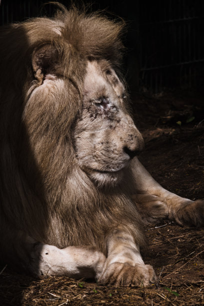 阿特拉斯的狮子图片下载