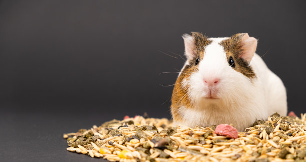 一只有趣的豚鼠坐在饲料旁边，有趣地看着黑色背景的摄像机。图片下载