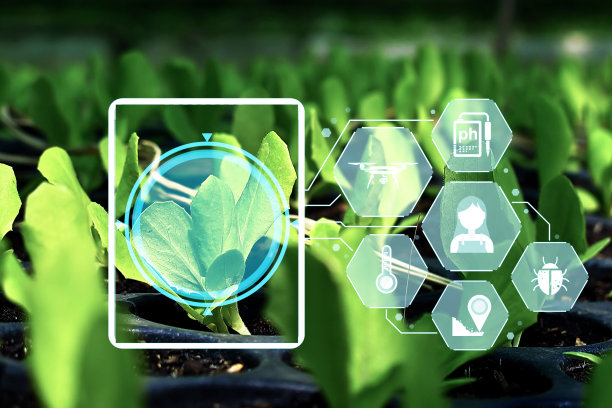 树苗在阳光和数字数据信息的作用下从土壤中生长图片下载